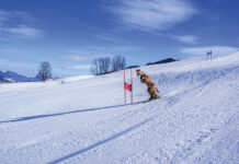 Ein spannendes Rennen auf der Piste