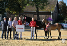Kössener Warmblutpferdezucht auf hohem Niveau