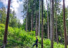 Gemeinde im Einsatz gegen Neophyten im Gruberwald
