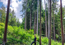 Gemeinde im Einsatz gegen Neophyten im Gruberwald